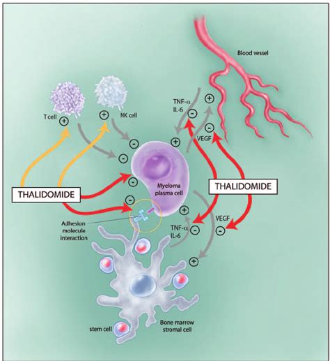 thalidomide mechanism of action